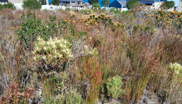 0 Bedroom Property for Sale in Dana Bay Western Cape